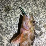 釣り部５８　真冬の焼津港にてライトゲーム！！絶対釣りたい方にはガルプがオススメ！ （後編）