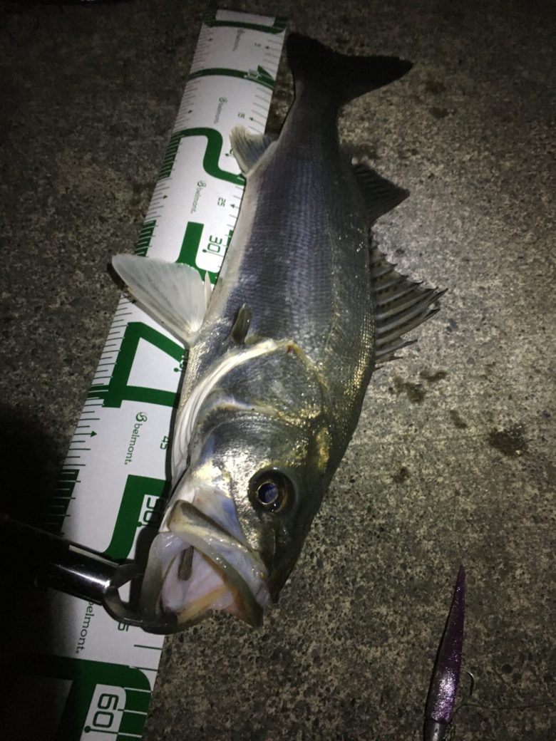 釣り部８２ ハク にボイルするシーバスを探し 焼津の港をめぐる 人気を避けて こつこつlife