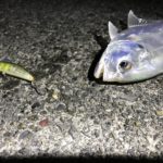 大潮の漁港には魚が入ってくる！焼津の港でライトゲーム【釣り部１０５】