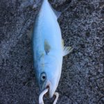 焼津ライトショアジギング(LSJ)、青物をたくさん釣るには【釣り部１３１】