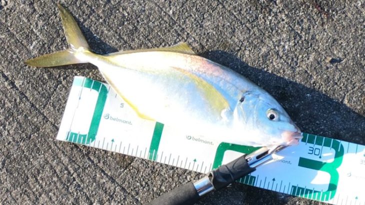 2021年の釣り納めは・・・青物狙いのＬＳＪ（ライトショアジギング）で初魚種！！【釣り部１４７】