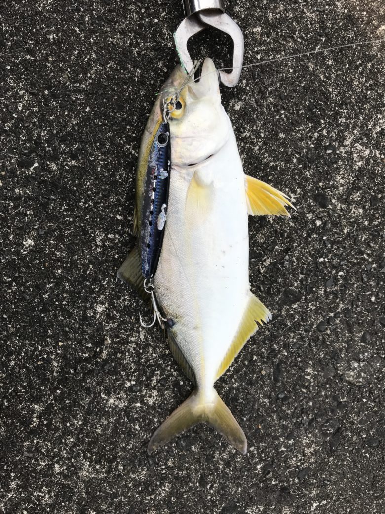 ライトショアジギングの時期が来ましたね 焼津で青物 釣り部１５７ こつこつlife