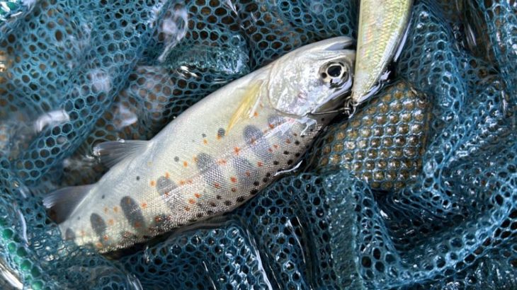 暑い中、海で釣りなんてしてられん！！という事で入渓、伊久美川水系でアマゴを探す！【釣り部２０６】