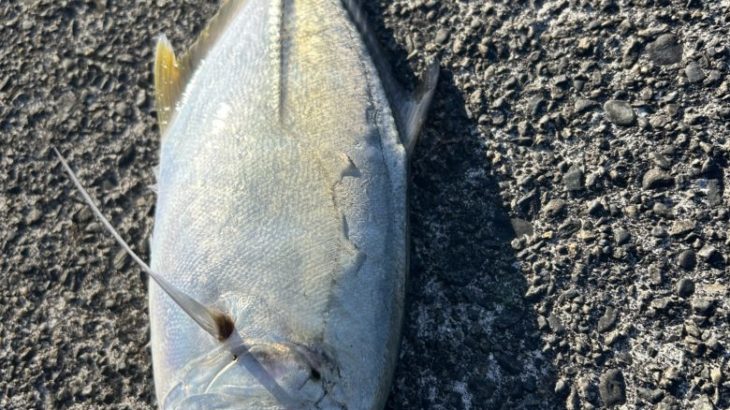 晩秋！１１月の釣り！釣果のカギはベイトと捕食のポイント（焼津・吉田）【釣り部２０９】
