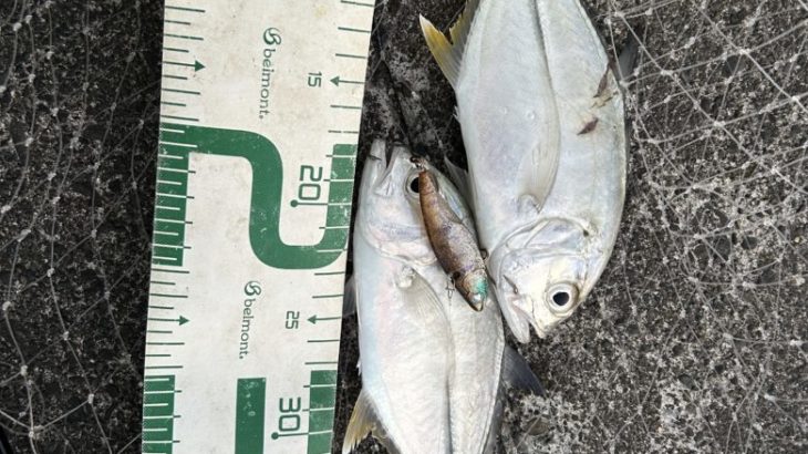 焼津エリアで１２月に釣果を出す為にやった事！【釣り部２１０】