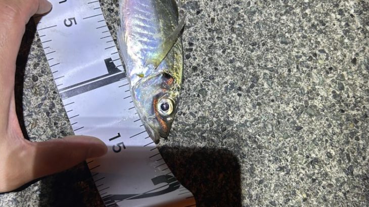 伊豆下田アジング釣行！大潮満潮、雨後の濁り！ベイトに合わせたリグセッティング【釣り部２１１】